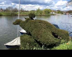 Any guesses as to what the topiarist had in mind when he started chopping?