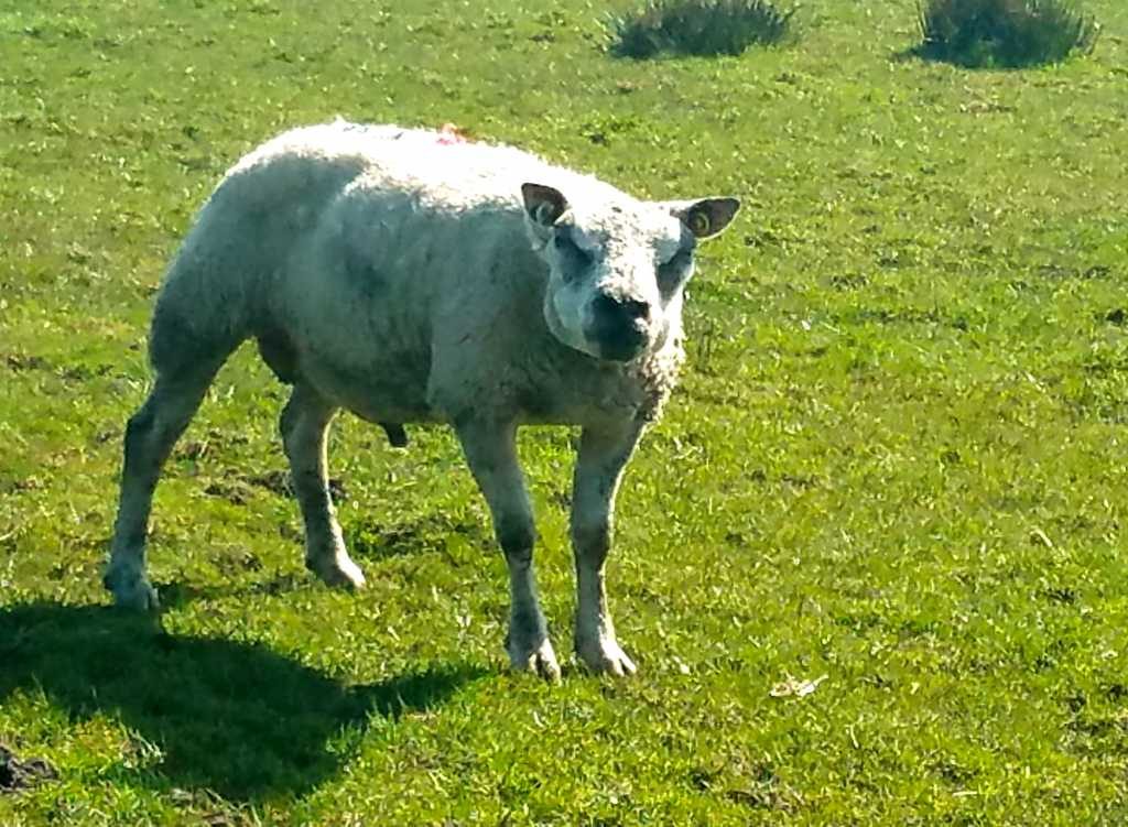 bulldog sheep